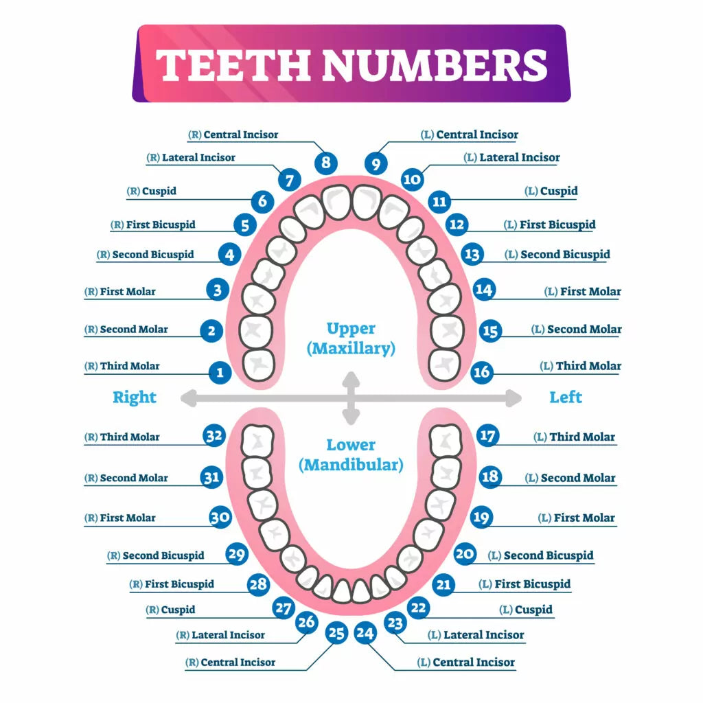 Teeth Number Chart