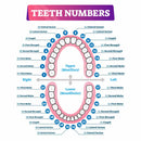Teeth Number Chart