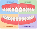 Teeth Number Chart