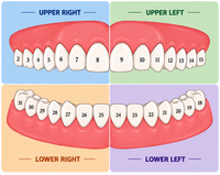 Teeth Number Chart