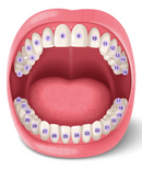 Teeth Number Chart