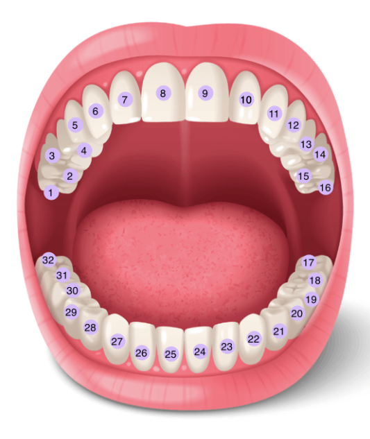 Teeth Number Chart